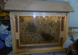 Warsztaty o pszczołach8