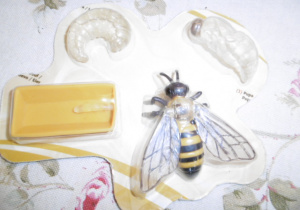 Warsztaty o pszczołach15