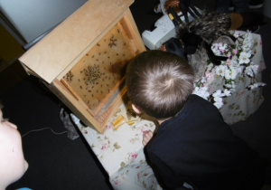 Warsztaty o pszczołach31