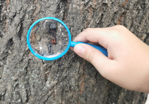 ZABAWY BADAWCZE Z LUPĄ W OGRODZIE PRZEDSZKOLNYM