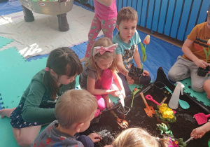 Dzieci przygotowują sadzonki tulipanów