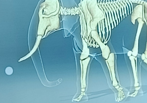 Obraz szkieletu słonia na tablicy multimedialnej