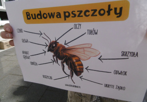 ilustracja przedstawiająca budowę pszczoły.