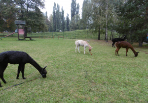 Cztery alpaki skubią trawę w ogrodzie przedszkolnym.