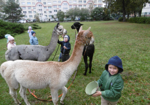 Dzieci karmią alpaki.