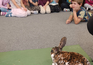 Prezentacja króliczki Łatki rasy REX.
