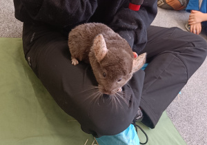 Prezentacja sznszyla Bolka.