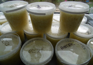 Przygotowana kiszonka.